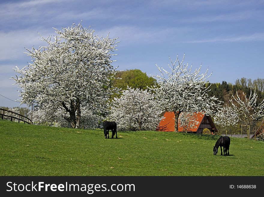 Spring landscape with horses in Germany