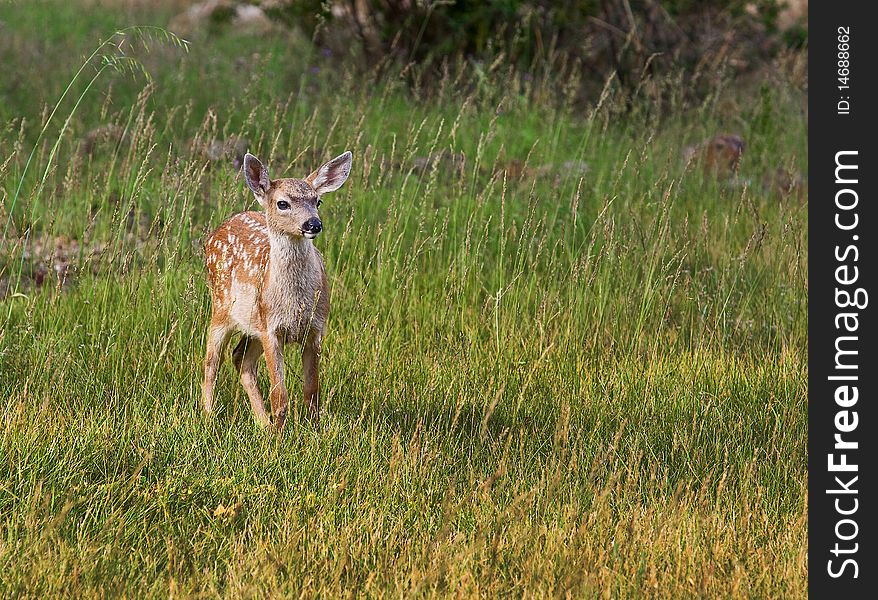 A young fawn in grassy field. A young fawn in grassy field.