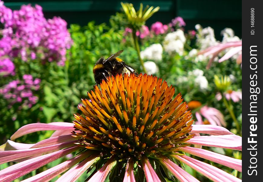 Bumblebee on a flower echinacea in the garden