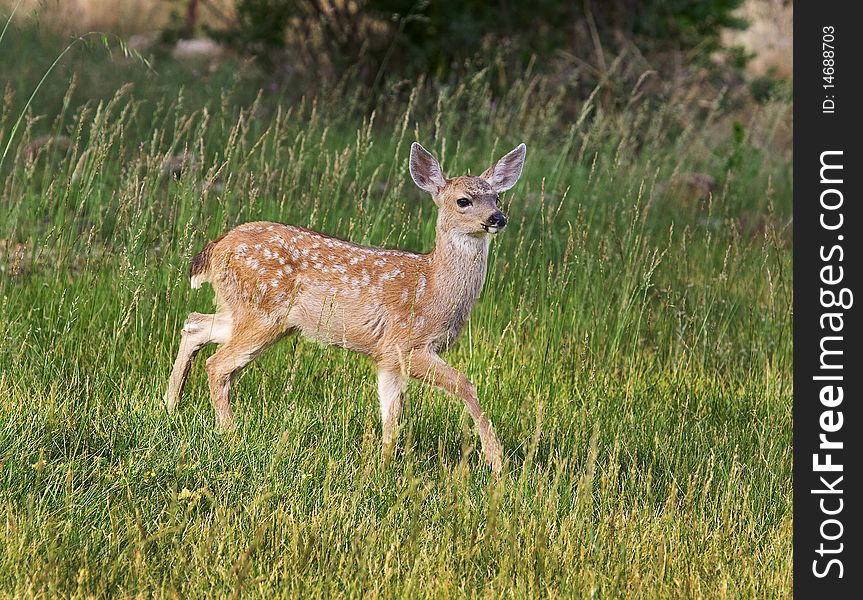 A young fawn with spots walking in a grassy field. A young fawn with spots walking in a grassy field.