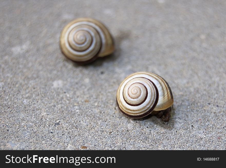 Two little snails on concrete hiding on pavement. Two little snails on concrete hiding on pavement