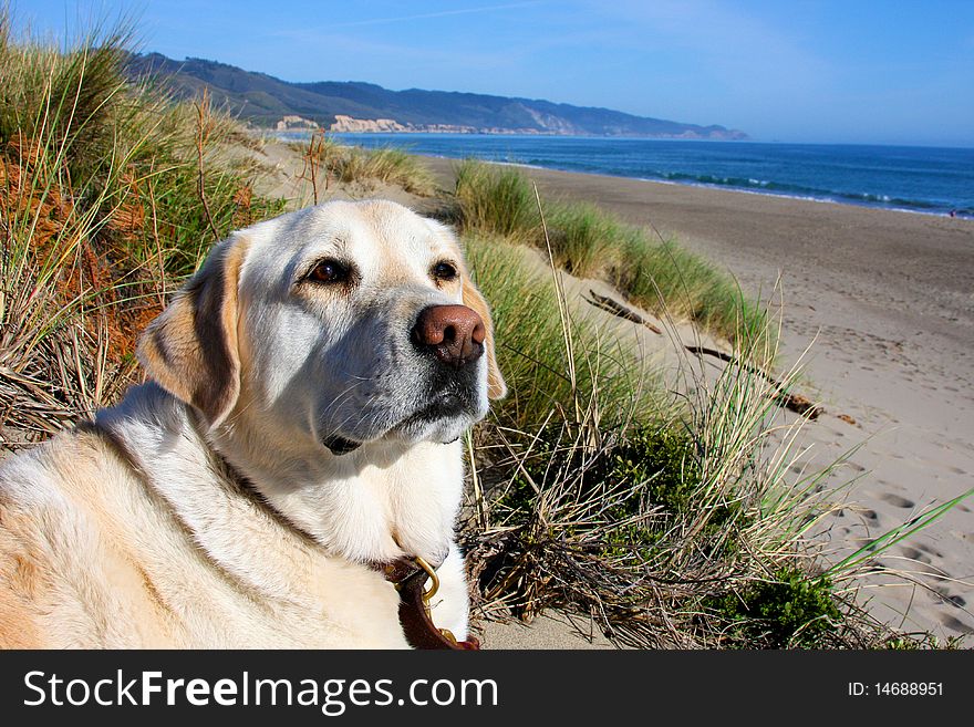 Yellow Lab Relaxing At Beach.