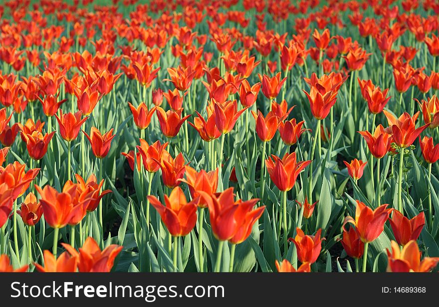 Field of red tulips