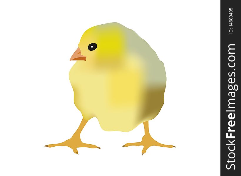 Small yellow chicken on a white background