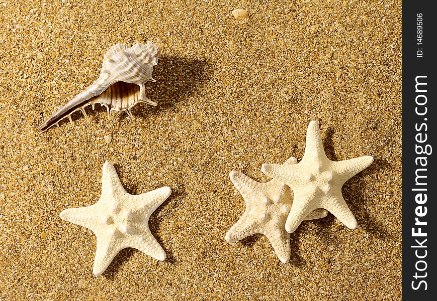 Sea still life over sand. Shellfish and starfish