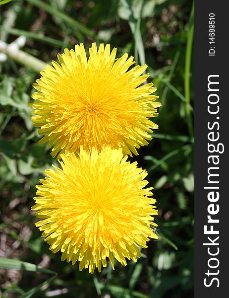 Two dandelion on the grass