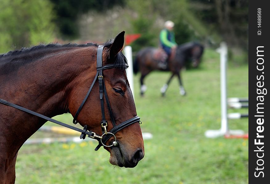 The head of the horse against the background of contest of jumps by hindrances. The head of the horse against the background of contest of jumps by hindrances