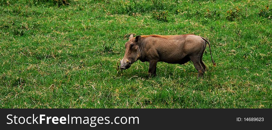 An african warthog standing in green grass