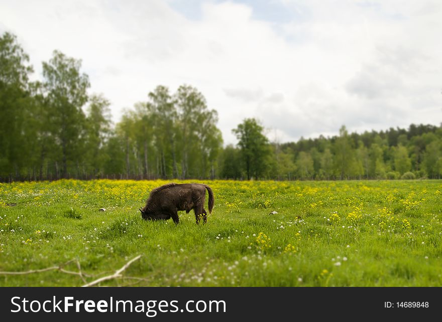 This picture shows a bison