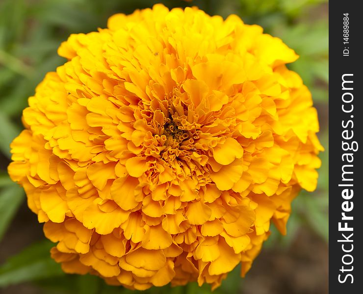 Marigold