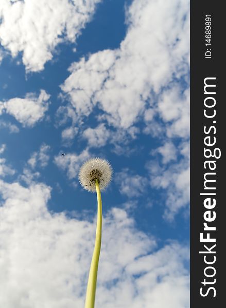 This picture shows a dandelion