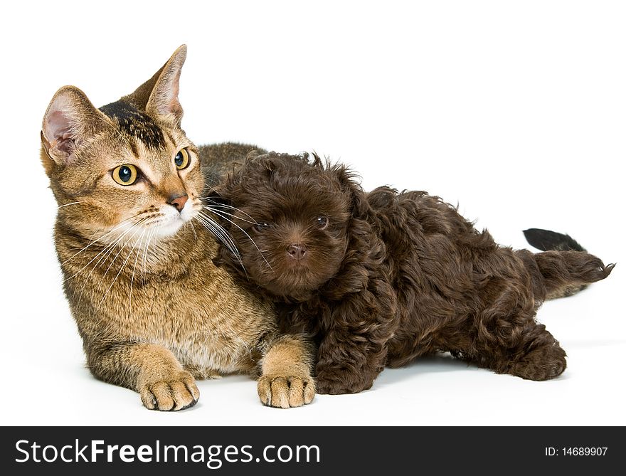 Cat and the puppy of the lapdog in studio