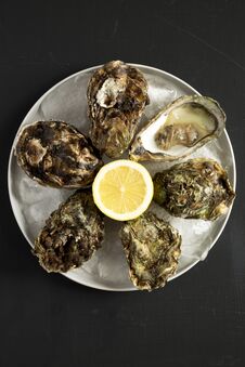 Fresh Oysters On Ice On A Plate, Overhead View. Flat Lay, From Above, Top View. Close-up Royalty Free Stock Photos