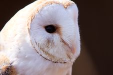 Closeup Of A White Screech Owl Stock Photos Closeup Of A White Screech Owl Stock Photos