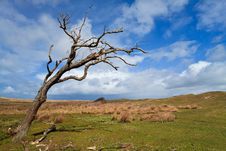 Tree Standing Near The Dunes Stock Photo Tree Standing Near The Dunes Stock Photo