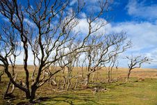 Trees Standing Near The Dunes Royalty Free Stock Photo Trees Standing Near The Dunes Royalty Free Stock Photo