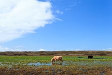 Scottisch Highlanders Walking Through The Wetlands Stock Image Scottisch Highlanders Walking Through The Wetlands Stock Image