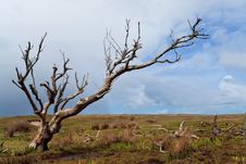 Tree Standing Near The Dunes Royalty Free Stock Photography Tree Standing Near The Dunes Royalty Free Stock Photography