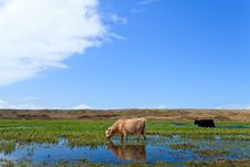 Scottish Highlanders Walking Through The Wetlands Stock Photo Scottish Highlanders Walking Through The Wetlands Stock Photo