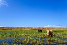 Scottisch Highlanders Walking Through The Wetlands Stock Images Scottisch Highlanders Walking Through The Wetlands Stock Images