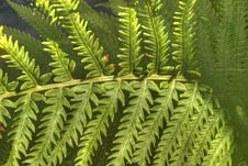 Fern Stock Images Fern Stock Images
