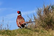 Pheasant Male Bird In The Dunes Stock Photo Pheasant Male Bird In The Dunes Stock Photo