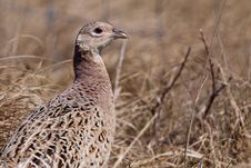 Pheasant Male Bird In The Dunes Royalty Free Stock Photo Pheasant Male Bird In The Dunes Royalty Free Stock Photo