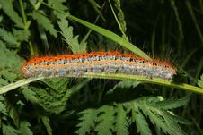 Buff-tip (Phalera Bucephala) - Caterpillar Stock Photo Buff-tip (Phalera Bucephala) - Caterpillar Stock Photo