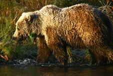Kodiak Brown Bear Stock Image