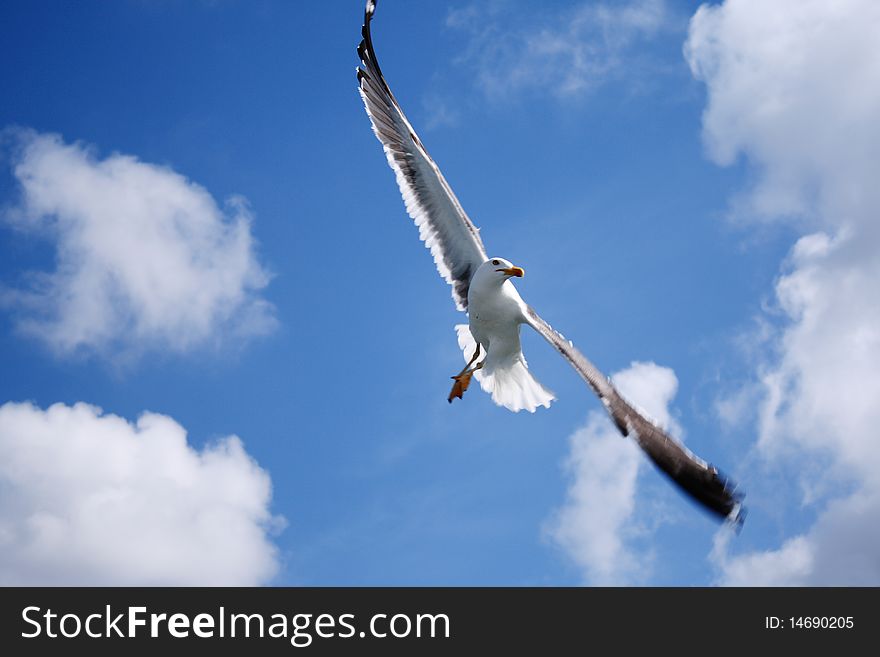 A Flying Seagull