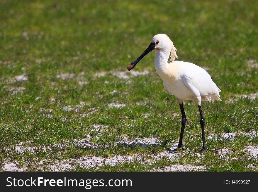 Large White Spoonbill Bird Standing In Grassland