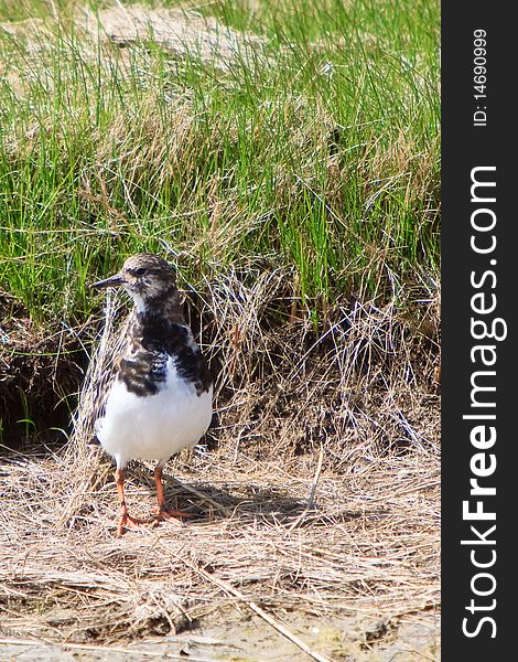 Turnstone Bird Standing Near Water