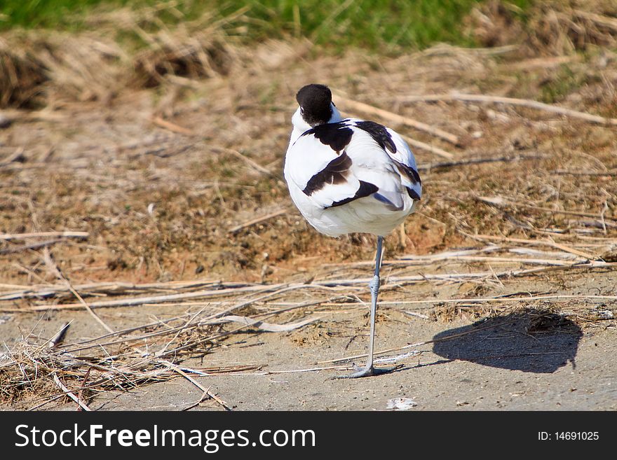 White avocet bird sleeping near water