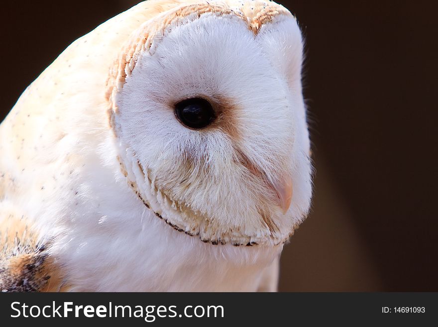 Closeup Of A White Screech Owl