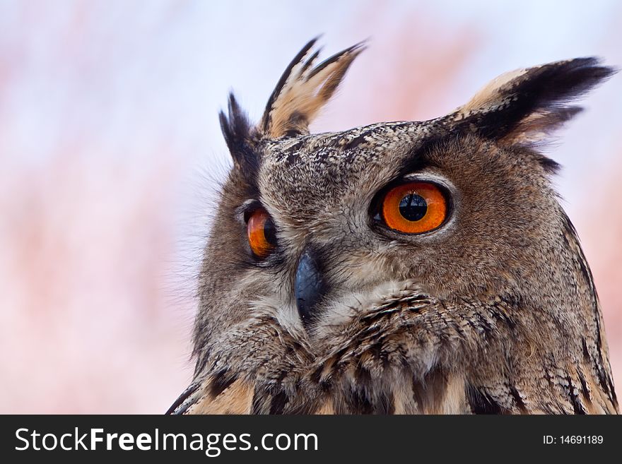 Big eagle owl in closeup