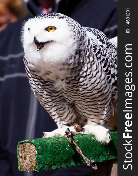 White snow owl at a bird show