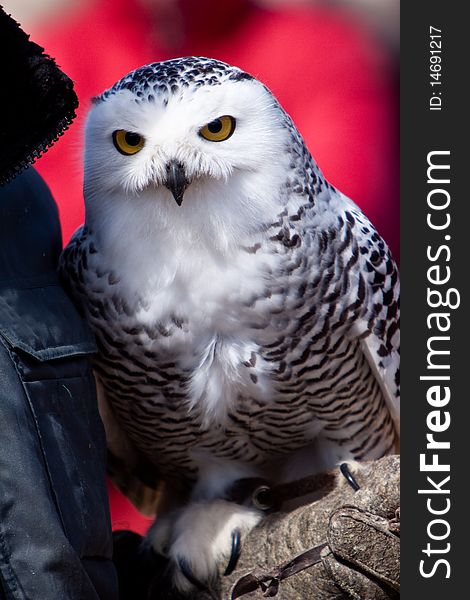 White snow owl in closeup sitting on a glove
