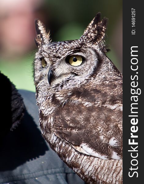 Long Eared Owl In Closeup