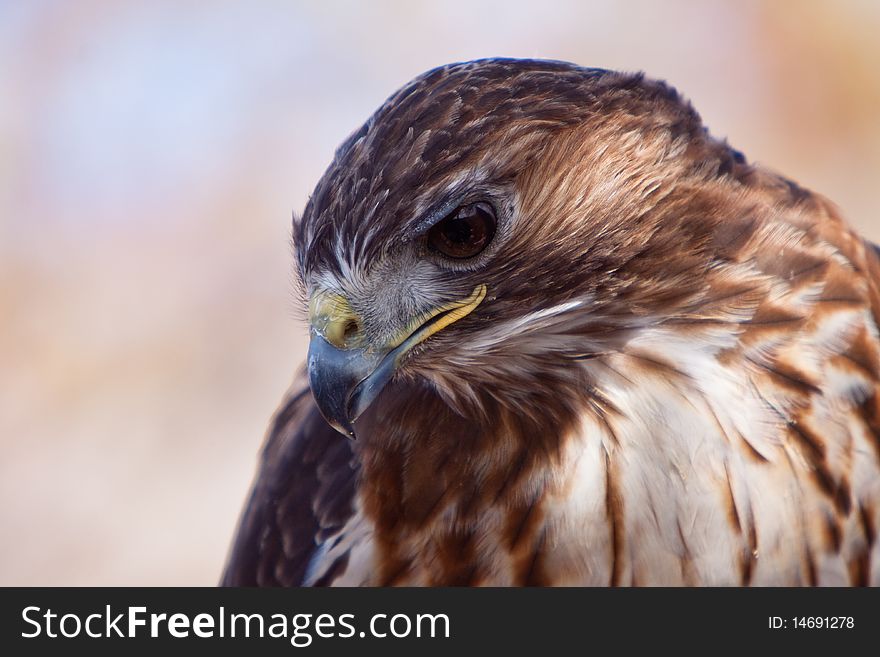 Big brown eagle in closeup