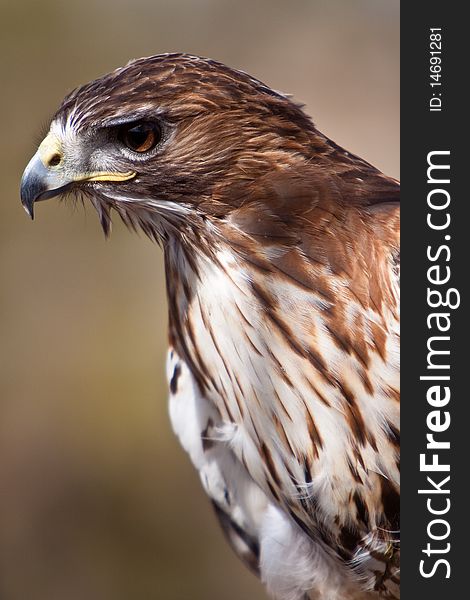 Big brown eagle bird head in closeup. Big brown eagle bird head in closeup