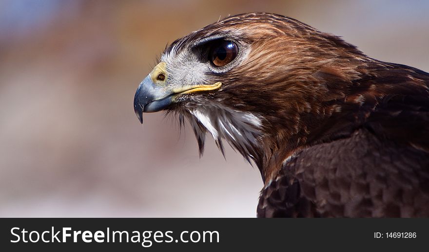 Big brown eagle bird head in closeup. Big brown eagle bird head in closeup