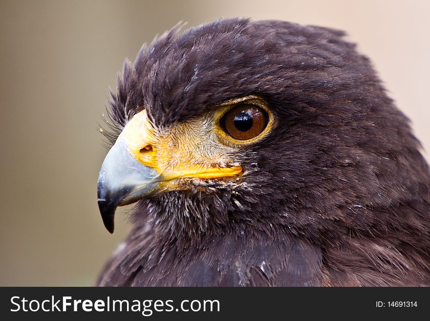 Young juvenile eagle bird head in closeup. Young juvenile eagle bird head in closeup