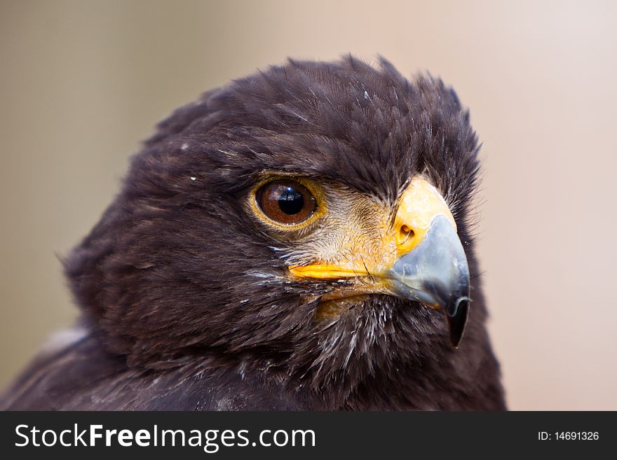 Young juvenile eagle bird head in closeup. Young juvenile eagle bird head in closeup