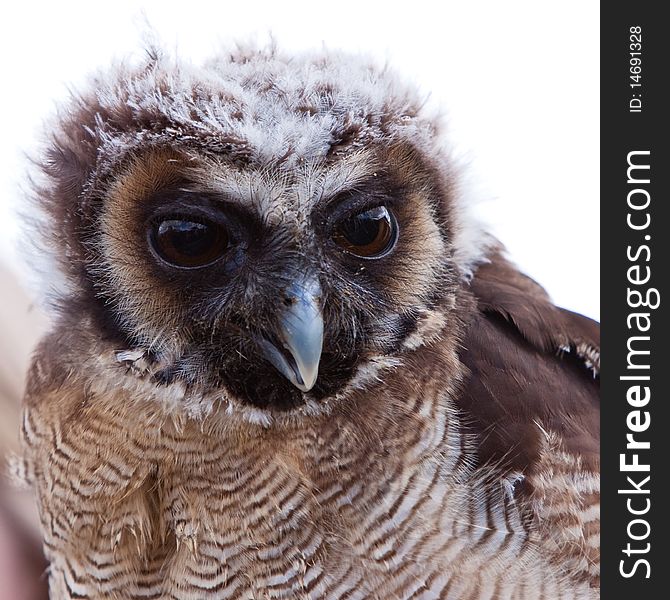 Young juvenile owl in closeup