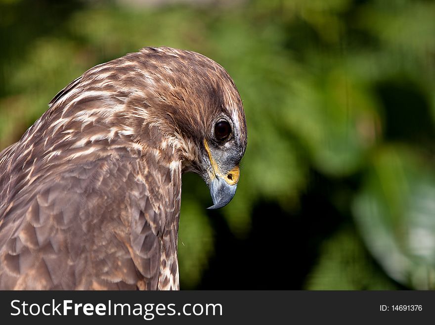 Big brown eagle bird head in closeup. Big brown eagle bird head in closeup