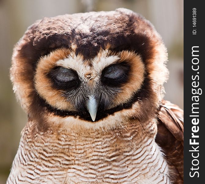 Young juvenile owl in closeup