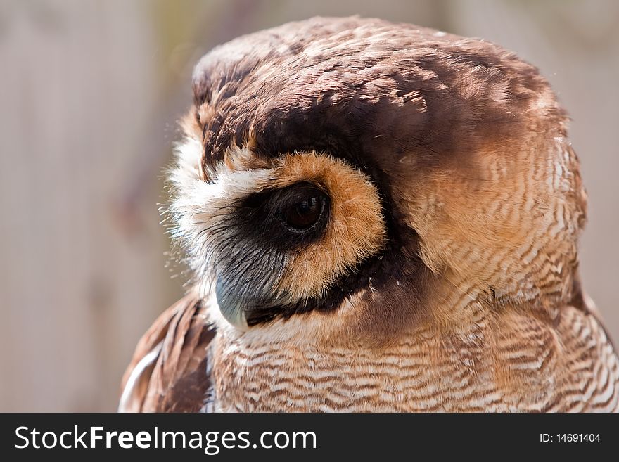 Young juvenile owl bird head in closeup. Young juvenile owl bird head in closeup