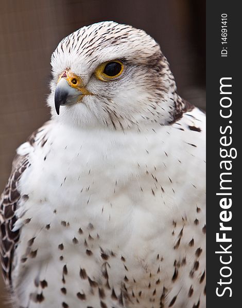 Big brown and white eagle bird head in closeup. Big brown and white eagle bird head in closeup