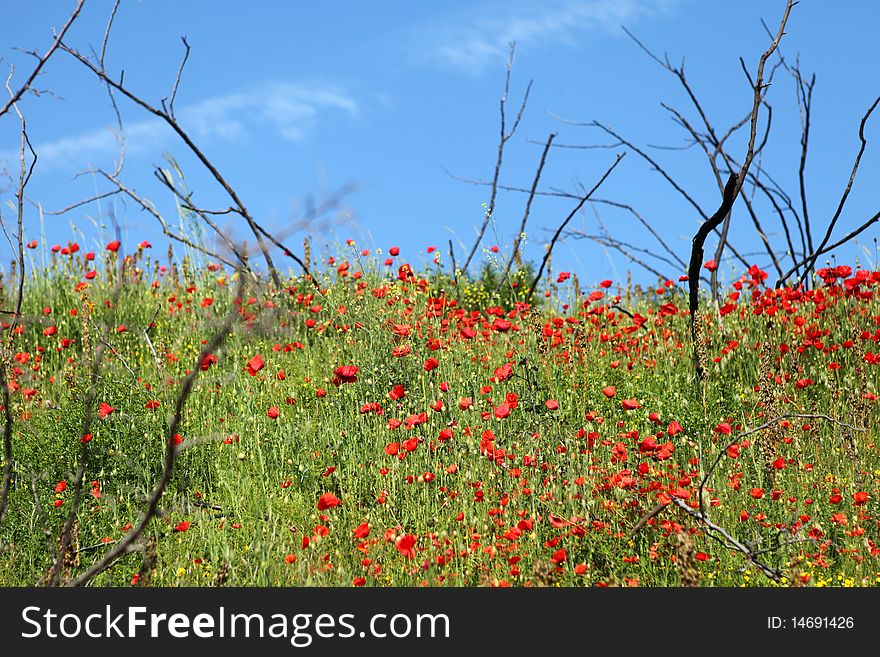 Field Of Poppies