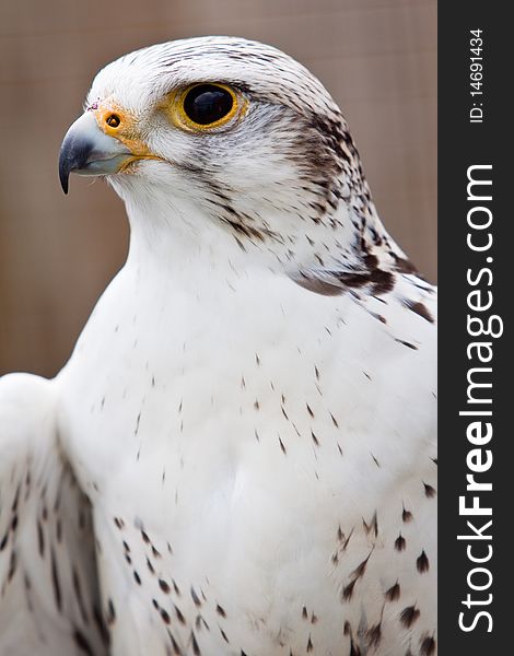 Big brown and white eagle bird head in closeup. Big brown and white eagle bird head in closeup